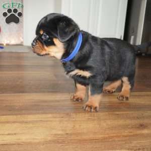 Bear, Rottweiler Puppy